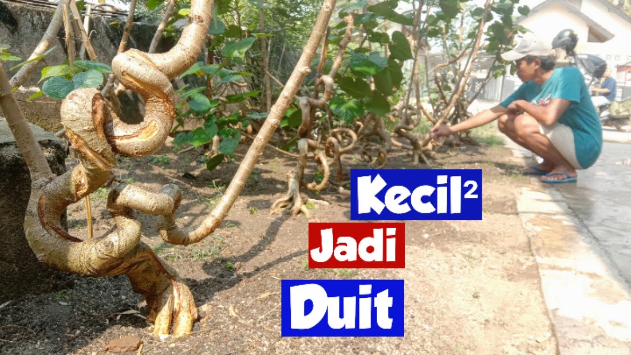 Inspiratif!! Lahan Sempit Hasilkan Duit, 15 Pohon Bonsai Waru Taiwan Bisa Jadi Duit 40 Juta Lebih