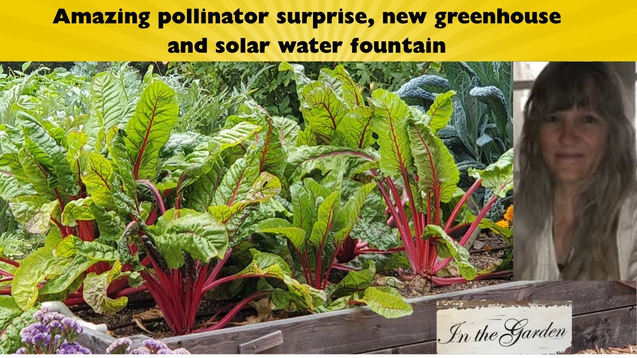 Jan 2026 Pollinator surprise, EZ solar water feature, plus new indoor greenhouse  mild winter Ca. 9b