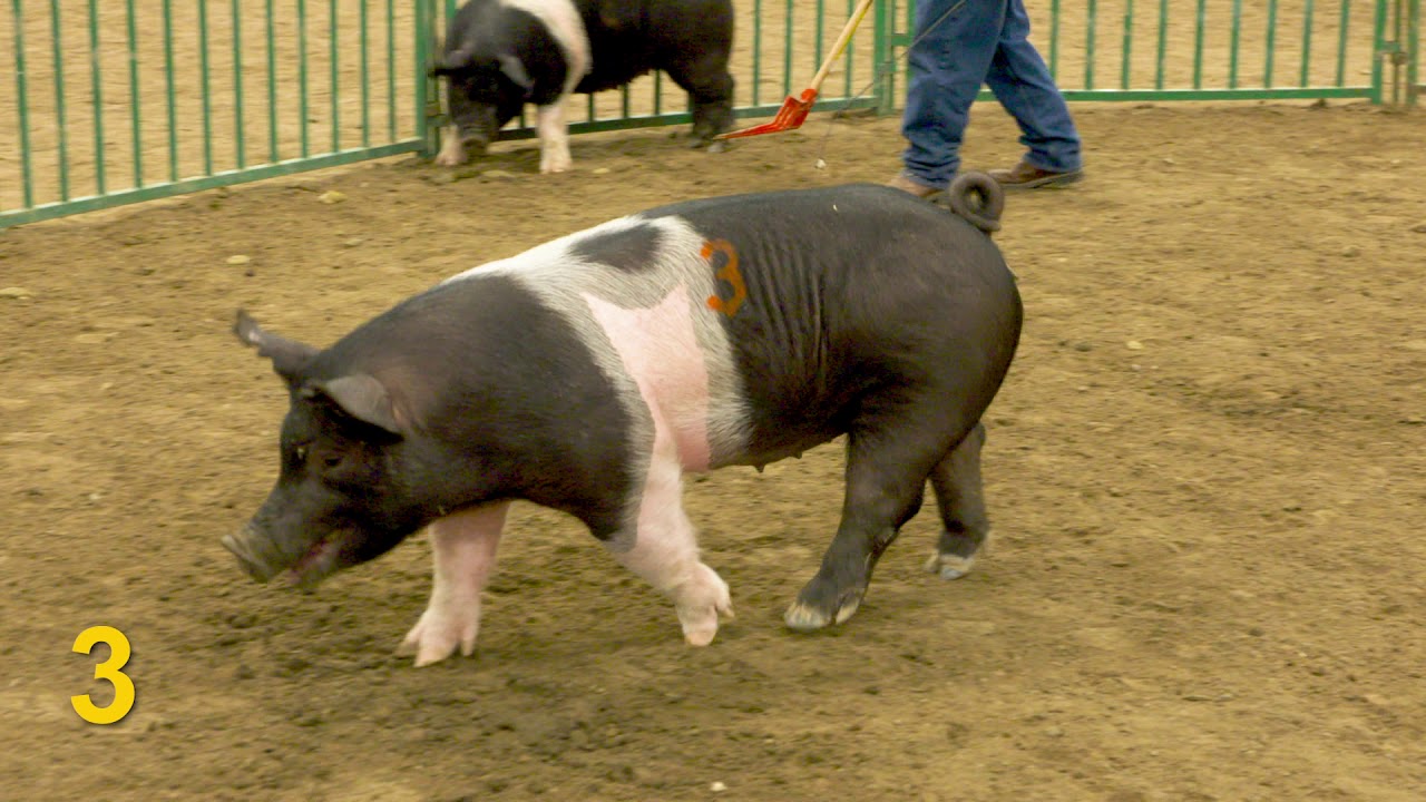 2018 National FFA General Livestock Eval CDE—Market Hogs (Class 2)