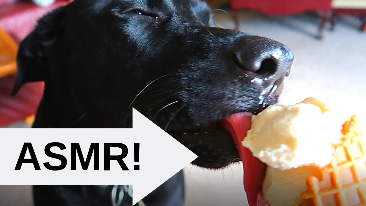 Dog Eats An Ice Cream Cone For The First Time [ASMR]