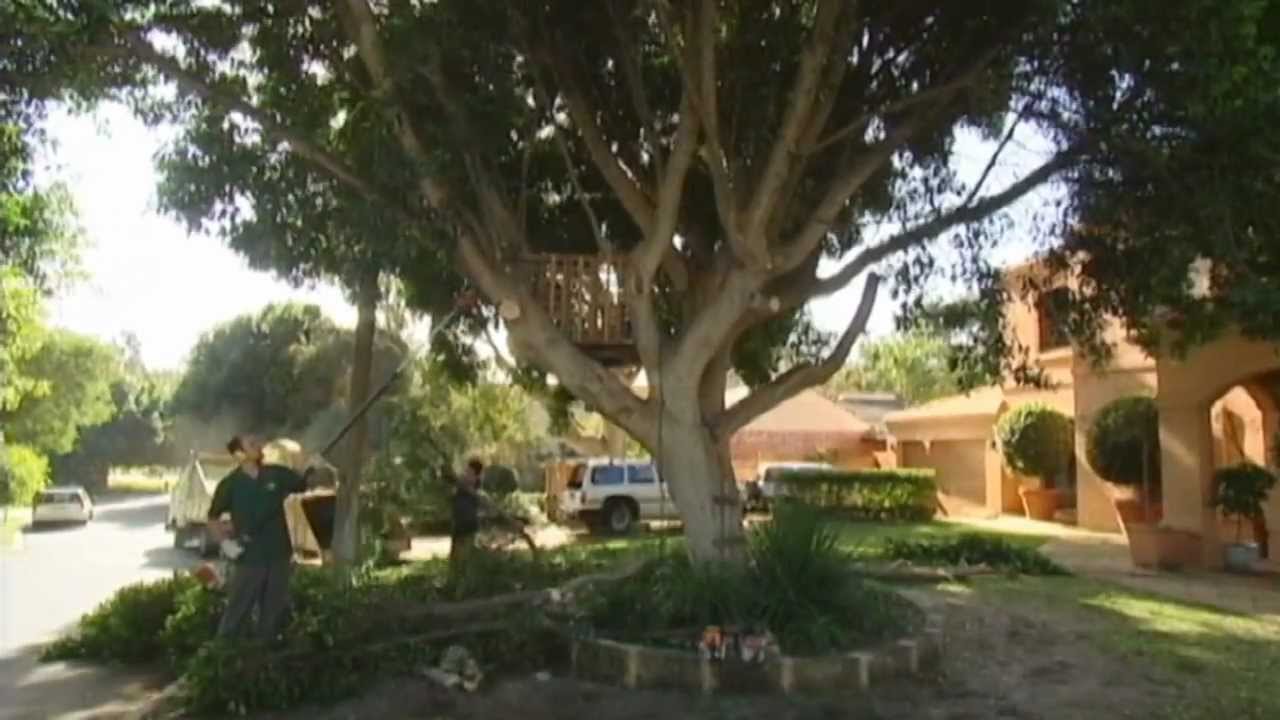 Tree Surgeon - Try it for 5