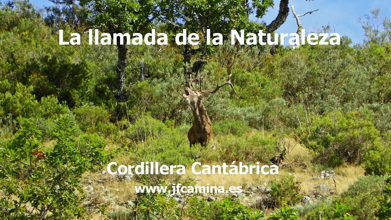 Berrea en la Cordillera Cant&aacute;brica 2021