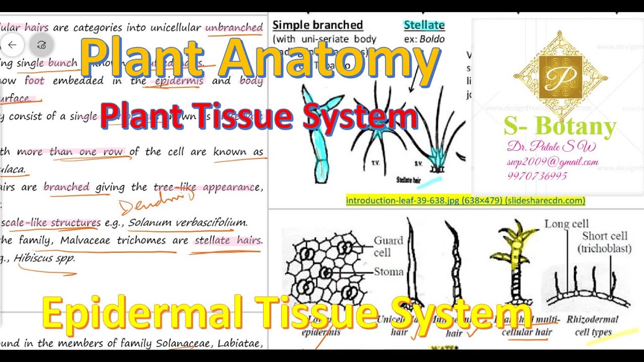 Epidermal Tissue System