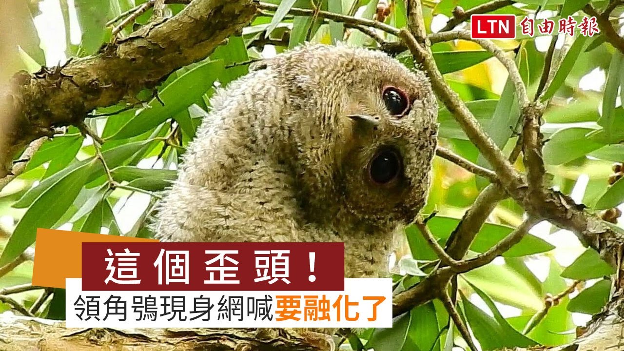 這個歪頭！領角鴞現身網友大喊要融化了(拍鳥俱樂部成員陳雅歌提供)