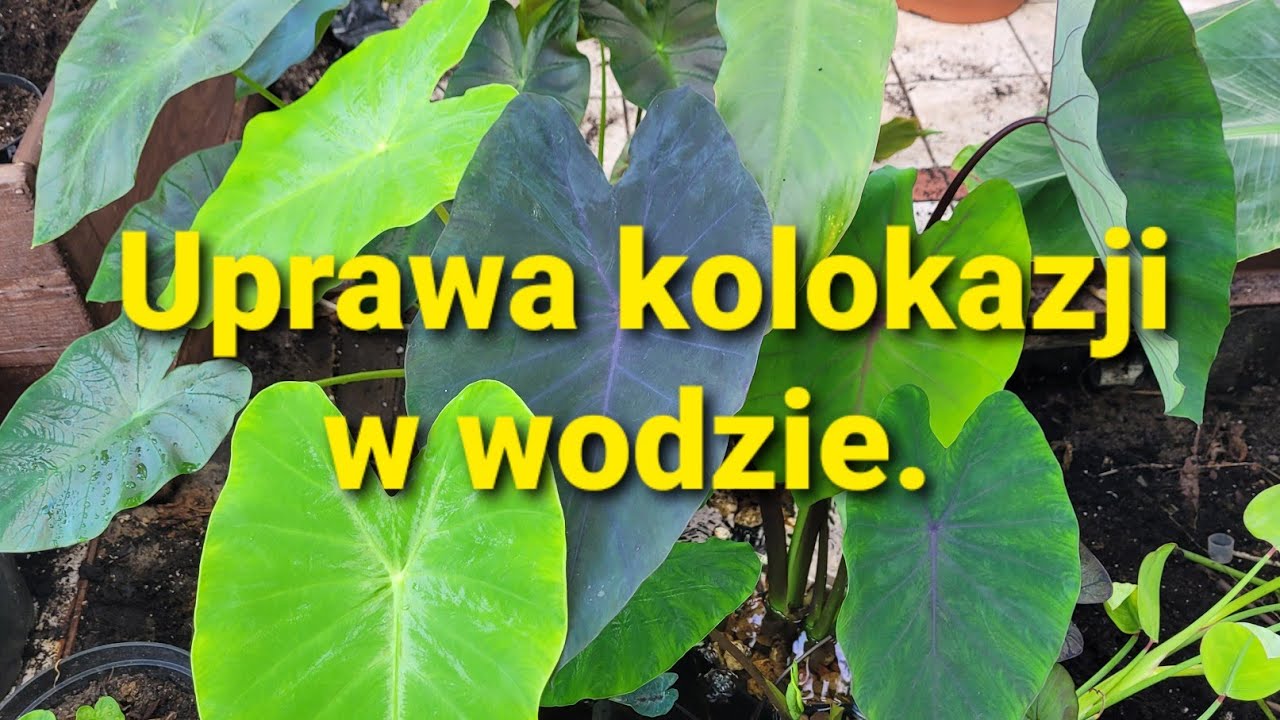 501#. Uprawa kolokazji w wodzie. 9.05.21