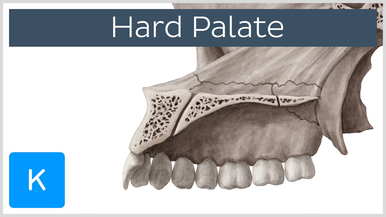 Hard palate - Function, Definition & Anatomy - Human Anatomy | Kenhub