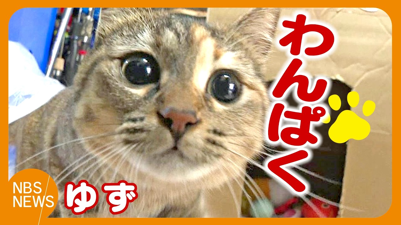 わんぱくでいたずら好き「ゆず」