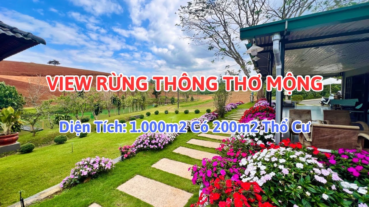🔴(661) View Rừng Thông Thơ Mộng, Có Sẵn Thổ Cư | Bất Động Sản Bảo Lộc