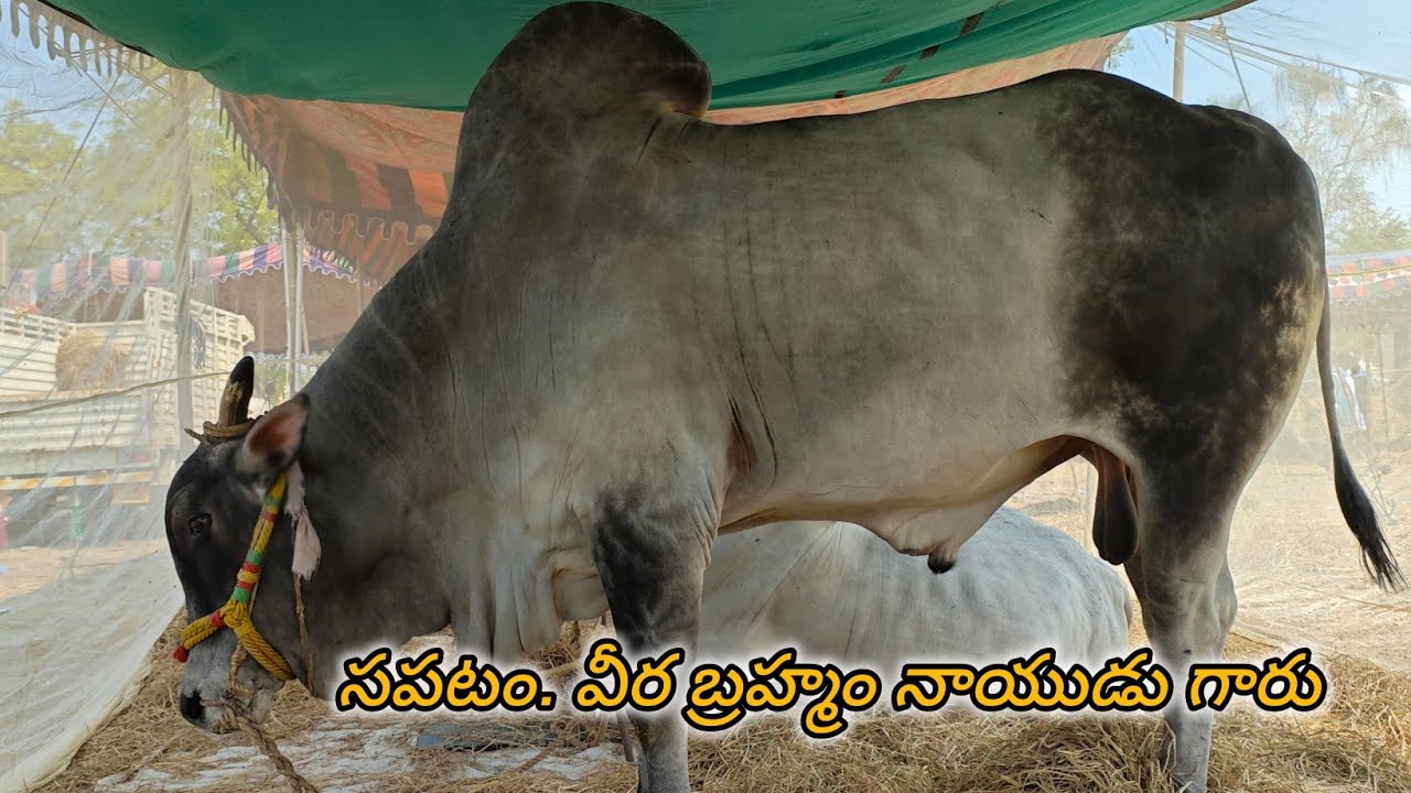 ఆకుల గణపవరం సబ్ జూనియర్స్ వచ్చిన జత సపటం. వీర బ్రహ్మం నాయుడు గారు (సర్ధార్ 💥 గబ్బర్ సింగ్ )