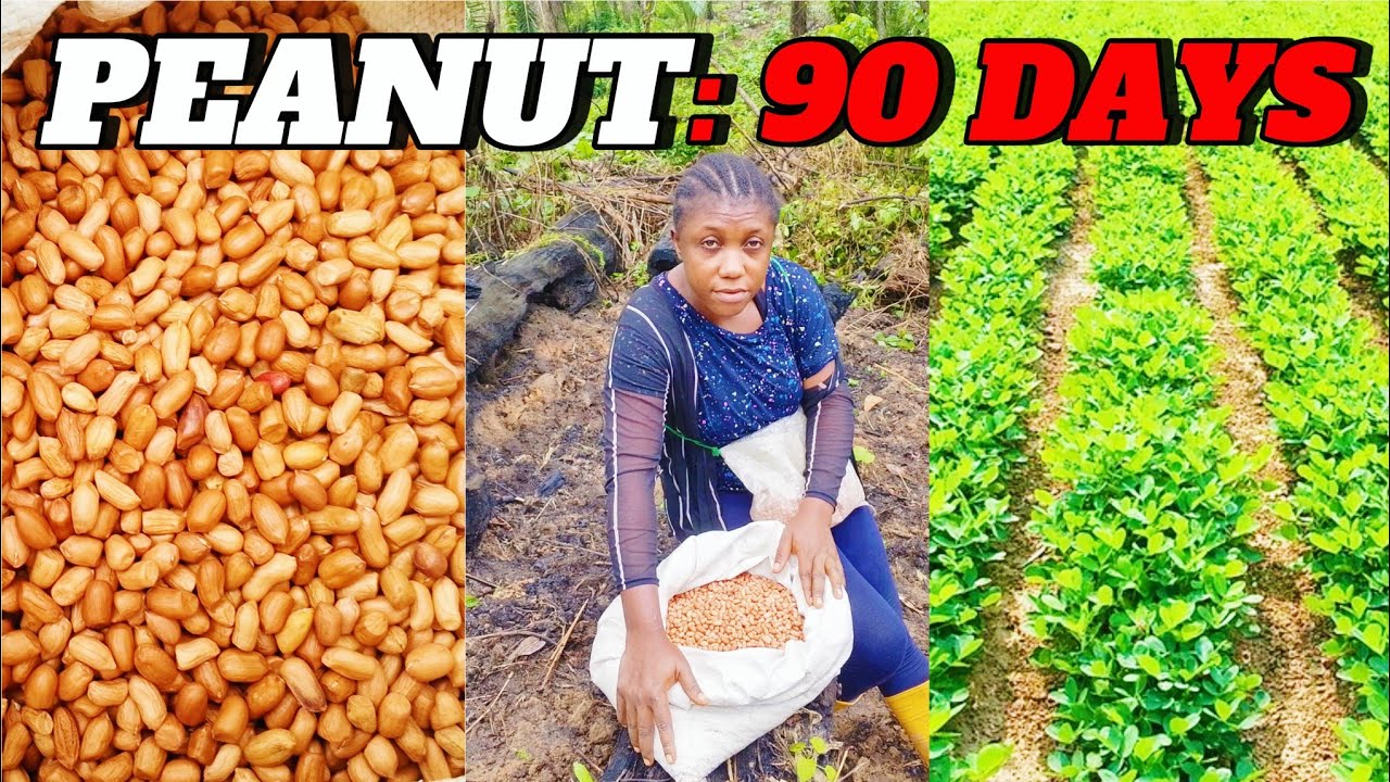 Peanut Farming: Cost expectations to millionaire harvest.