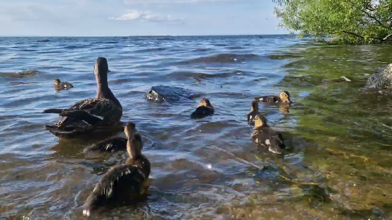 LOUGH NEAGH IRELAND 🇮🇪