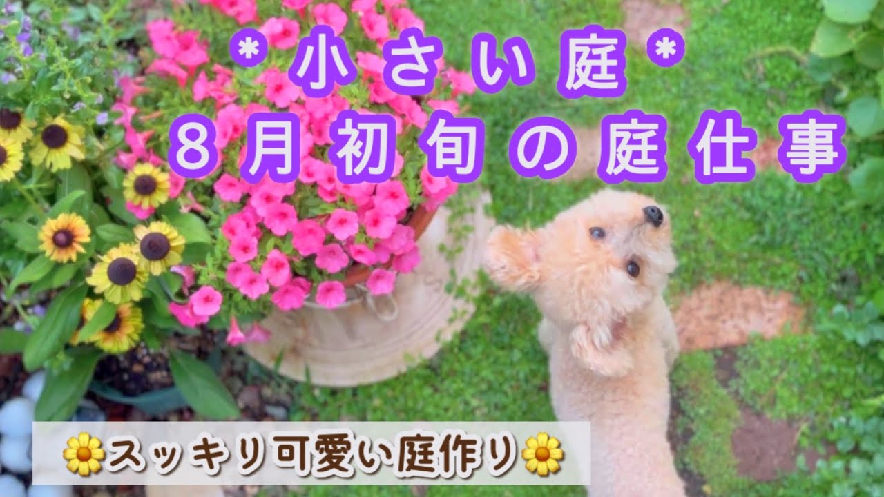 【お手入れが楽な夏庭】無限アルテルナンテラ/ペチュニアの鉢増し/バッタ対策成功.ムカデに注意/去年vs今年の夏庭