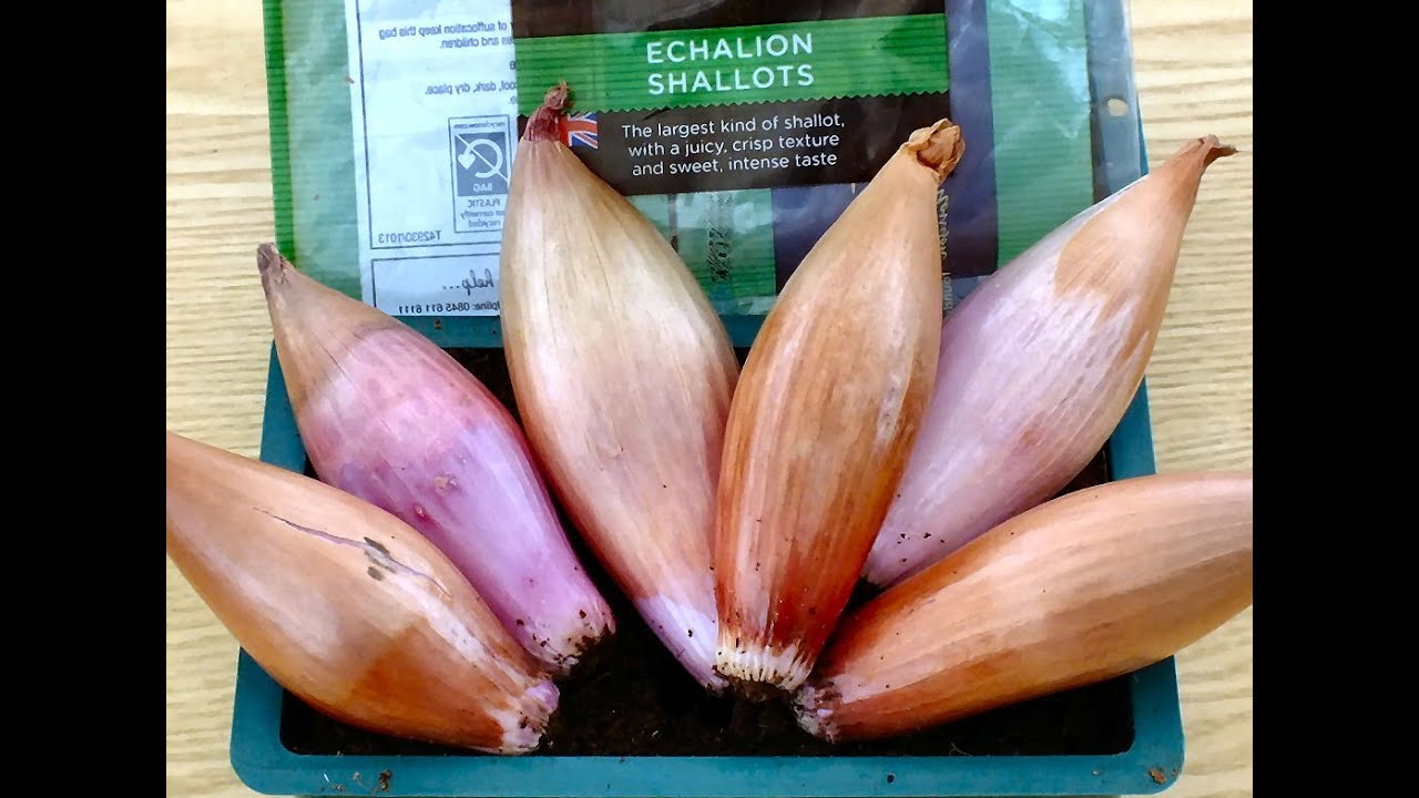 How to grow Shallots in pots, Green Onions in buckets Part 3.