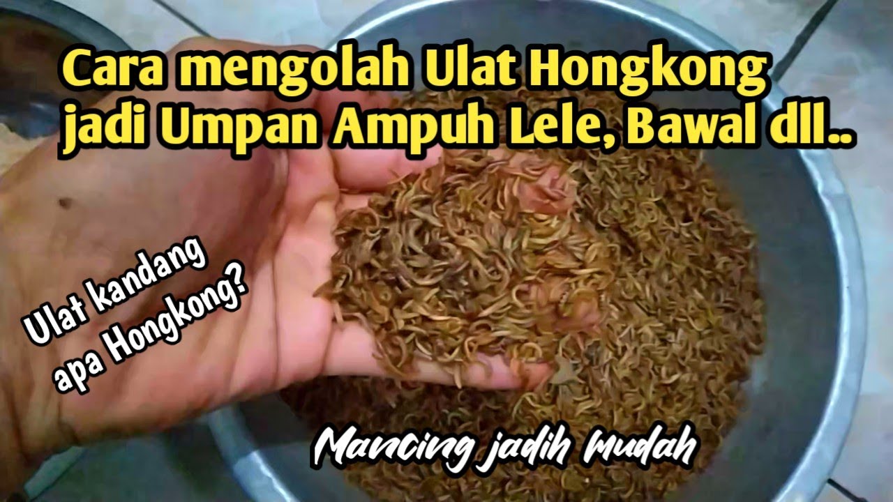 Pemancing wajib coba? ulat Kandang jadi umpan ikan lele, bawal, nila dll
