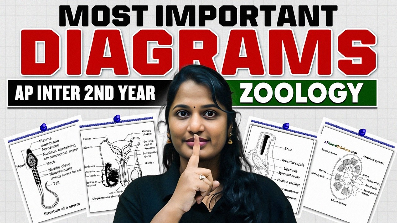 Most Important Diagrams in Zoology | Sure-Shot Diagram Questions | AP Inter 2nd Year | IPE 2026