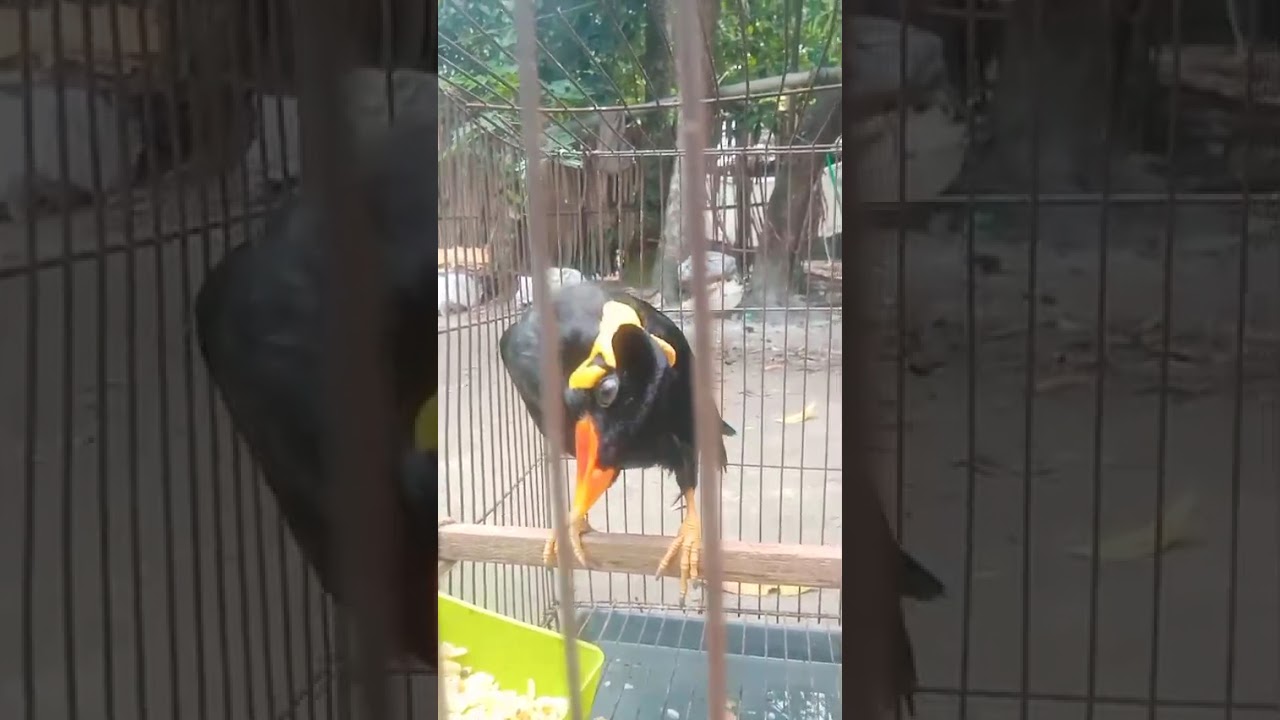 ময়না পাখির দ্বিতীয় ভিডিও