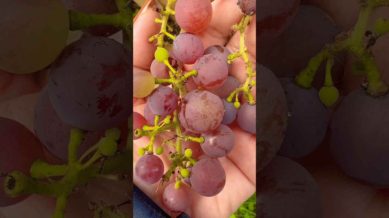 Birds destroyed my grapes