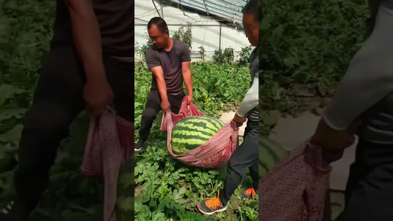 Harvest big watermelon #farming #satisfying #farmlife #fruit #agriculture
