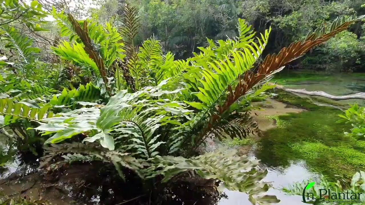 Samambaia&ccedil;u | NATUREZA PRESERVADA