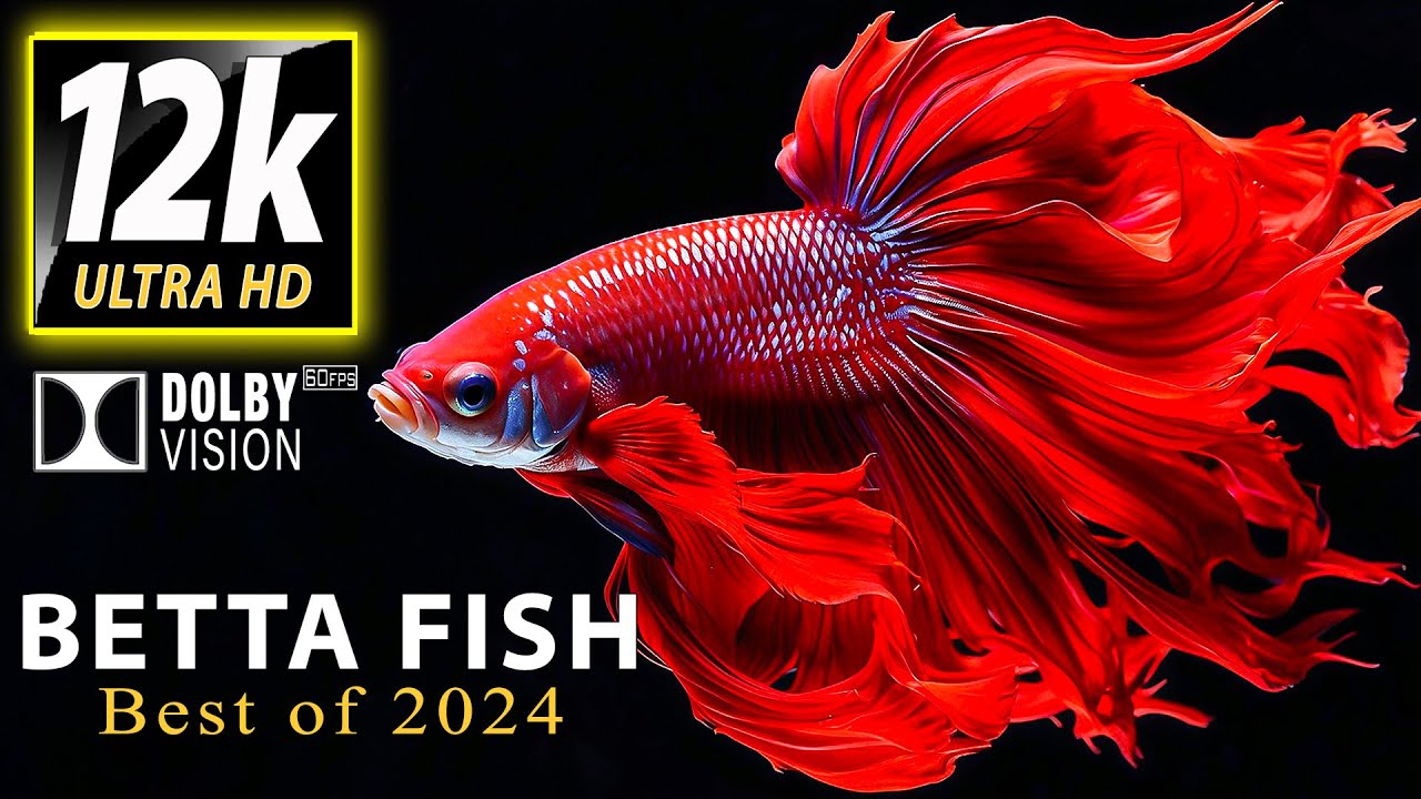 Stunning Betta Fish 12k HDR 60fps Dolby Vision - Best of 2024📺Special Oled Demo 2024🎶Relaxing Music