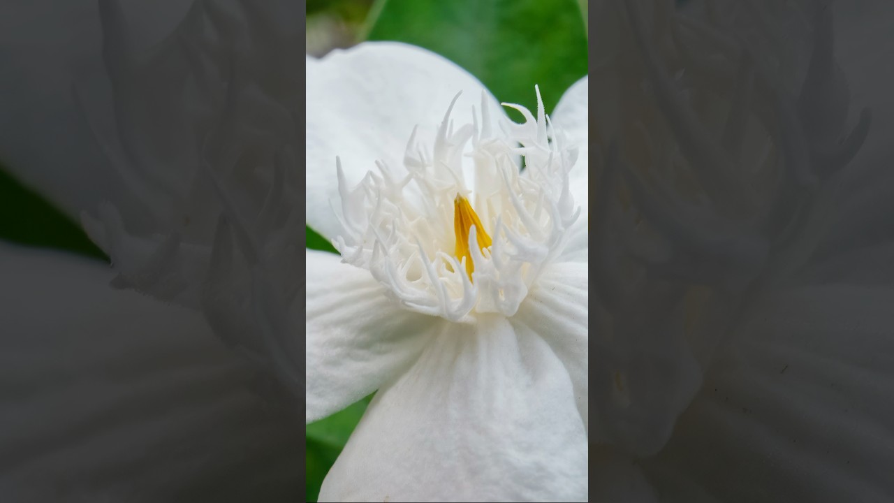 Flower Macro Photography With A Sony A9 #photography #flowers #macro #sonya9