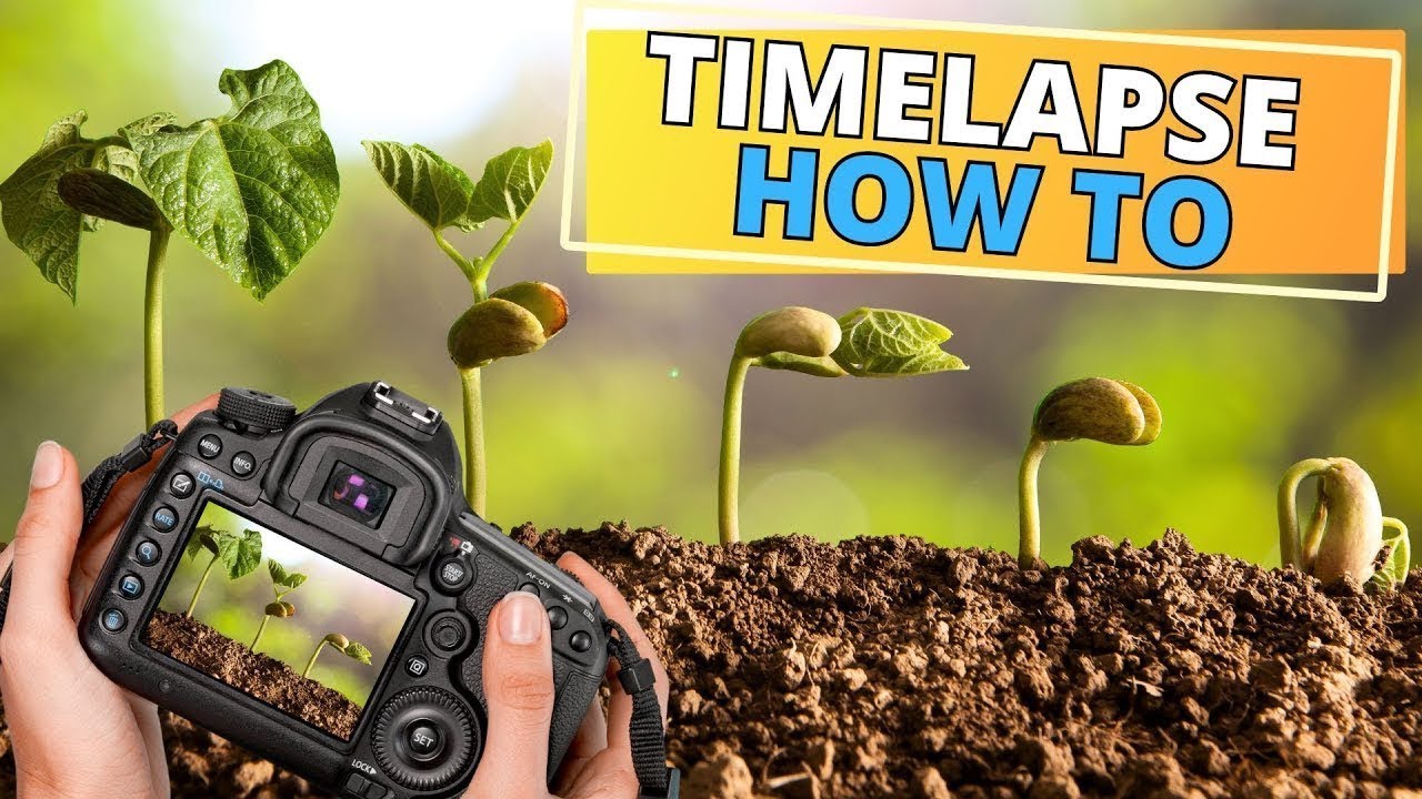 HOW TO Make Your Own Plant TIMELAPSE