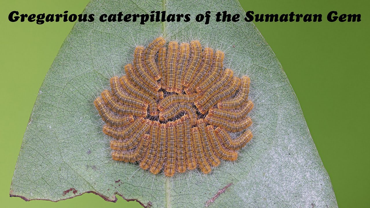 Gregarious caterpillars of the Sumatran Gem (Poritia sumatrae)