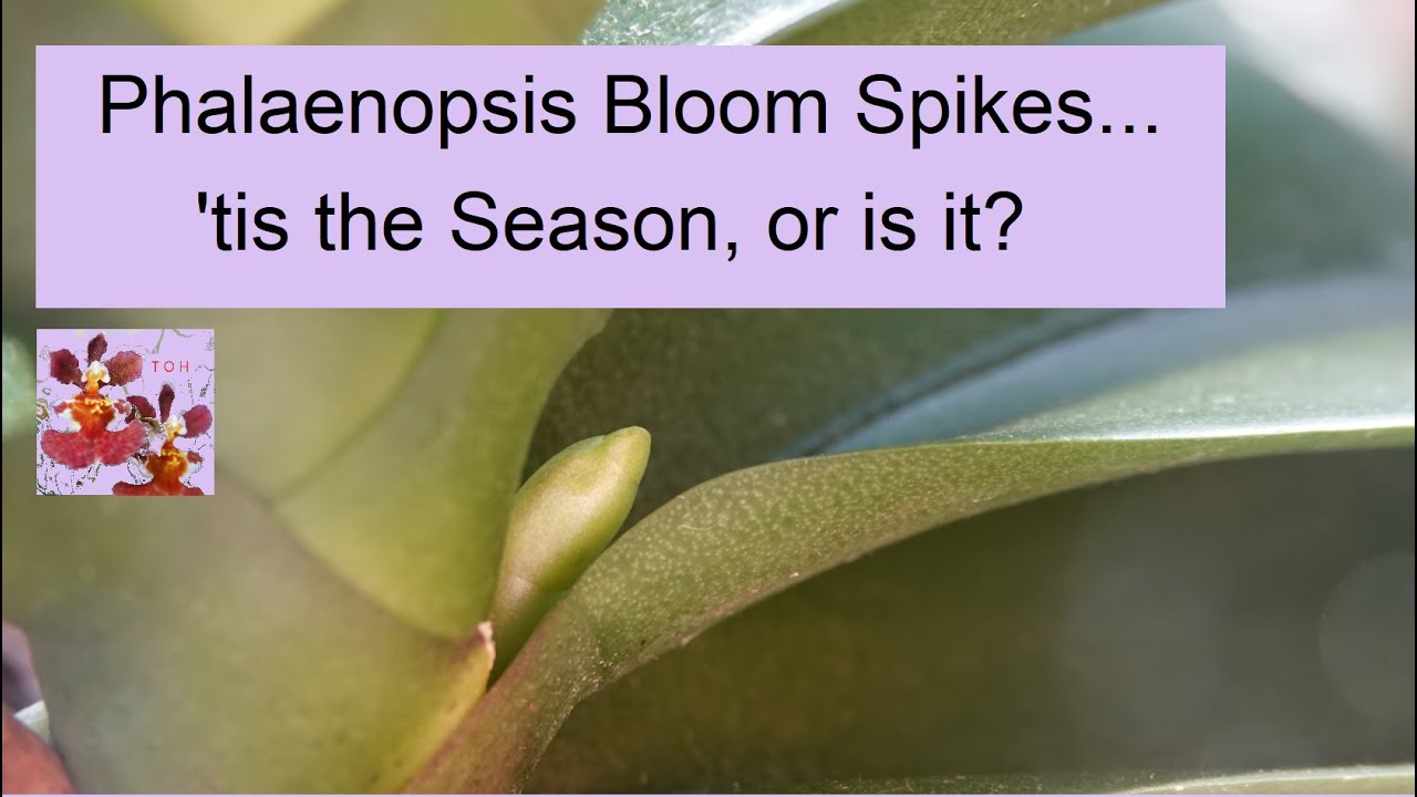 How to Identify Phalaenopsis Orchid Bloom Spikes | The When, Where, Why, & How of Bloom Spikes!