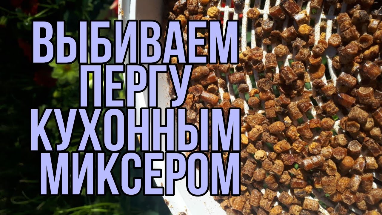 Извлекаю пергу в домашних условиях. Как выбить пергу. Как добыть пергу из сот. Хранение перги.