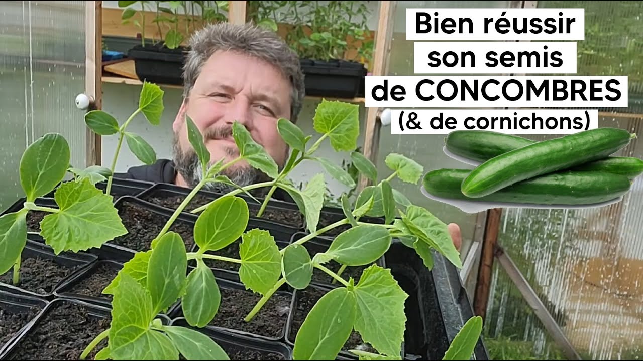 Comment réussir son semis de CONCOMBRES 🥒 (& de cornichons) 『TUTO』
