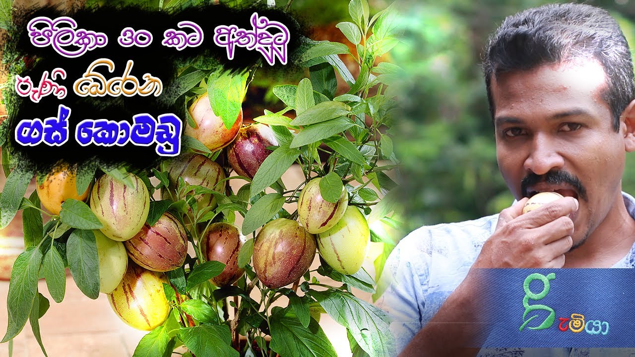 171 පිලිකා 30 කට ගුණදෙන ‍රසම රස ගස් කොමඩු tree melon - pepino fruit sri lanka