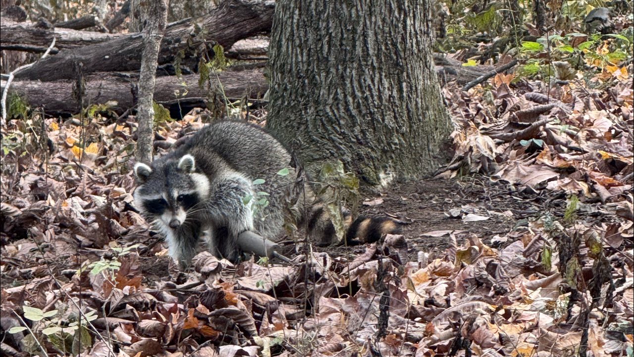 How to Use Dog-Proof Raccoon Traps (Step-By-Step Guide for Beginners)