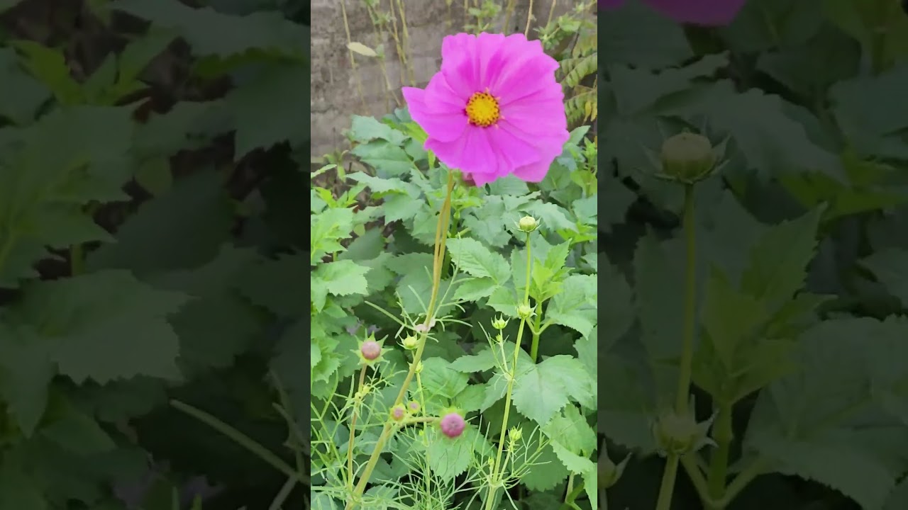 Beautiful cosmos flowers 🌸🌿🌸☘️ 