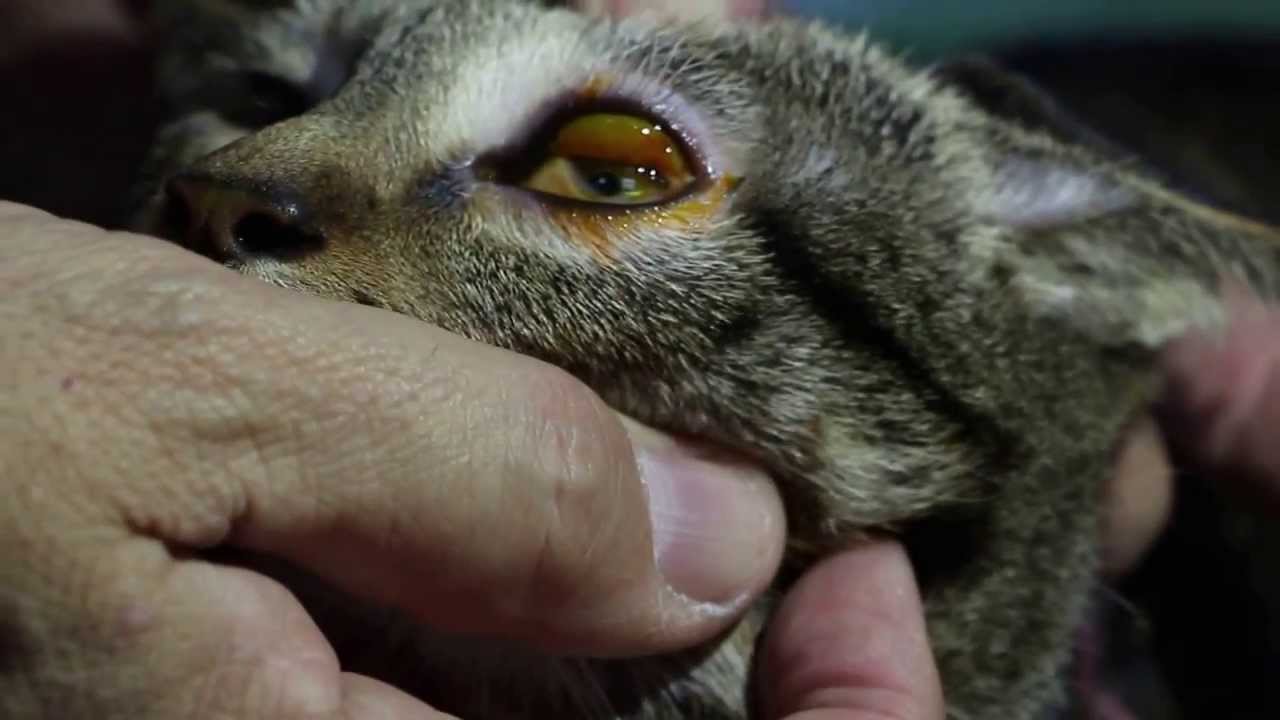 VET CASE STUDY. A cat has a swollen conjunctiva in the left eye. Fluorescein eye stain test.