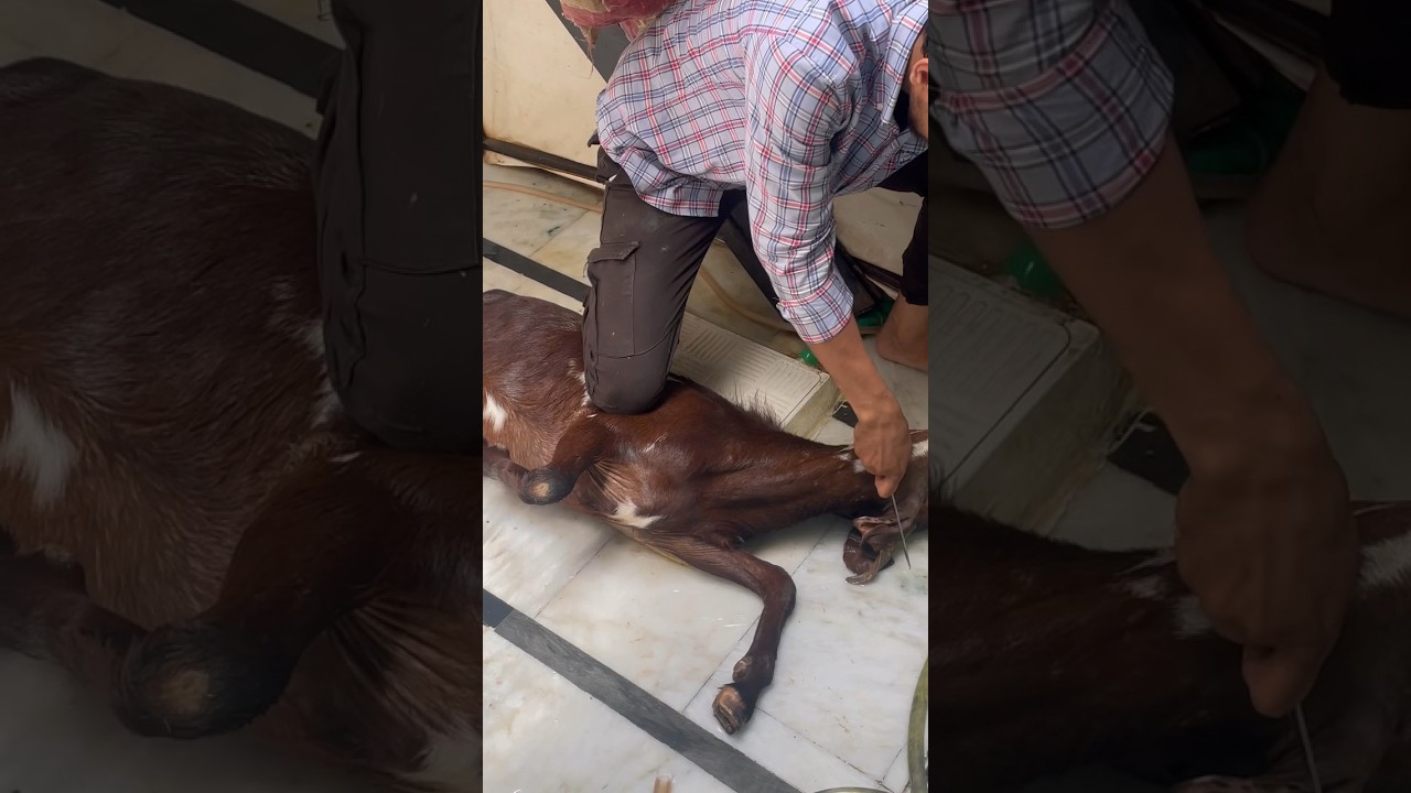 Goat zibah#halal meat#aqeeqa baqra#foryou #viral #مٹن #cuttingskills #meatcuttingstyle