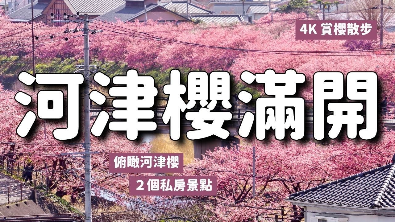 滿開美炸🌸🌸靜岡伊豆河津櫻！外加2個俯瞰河津櫻的秘密景點 不用無人機就能一覽4公里粉紅櫻並木｜日本賞櫻散步Vlog｜4K