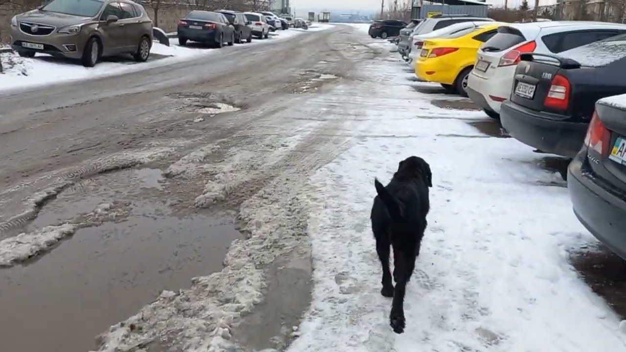 Шел по улице домой, увязался пес за мной.