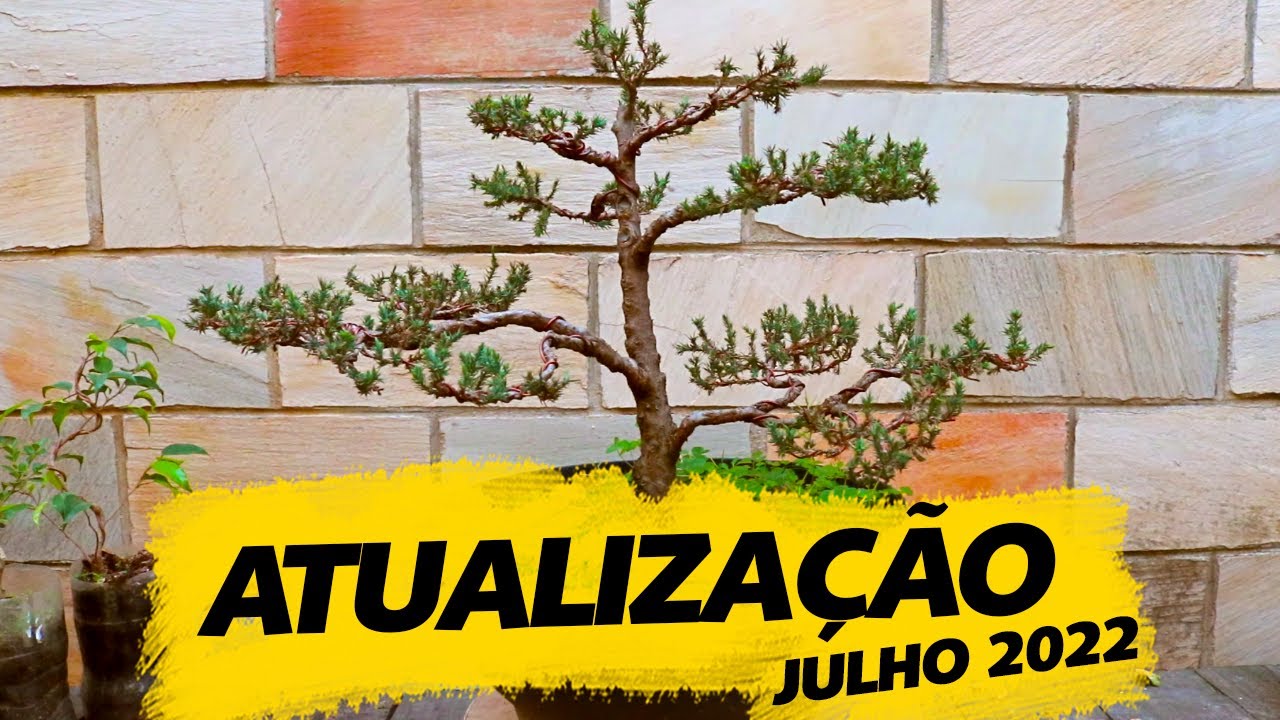 Atualização das nossas plantas - JULHO 2022 - AYKA BONSAI