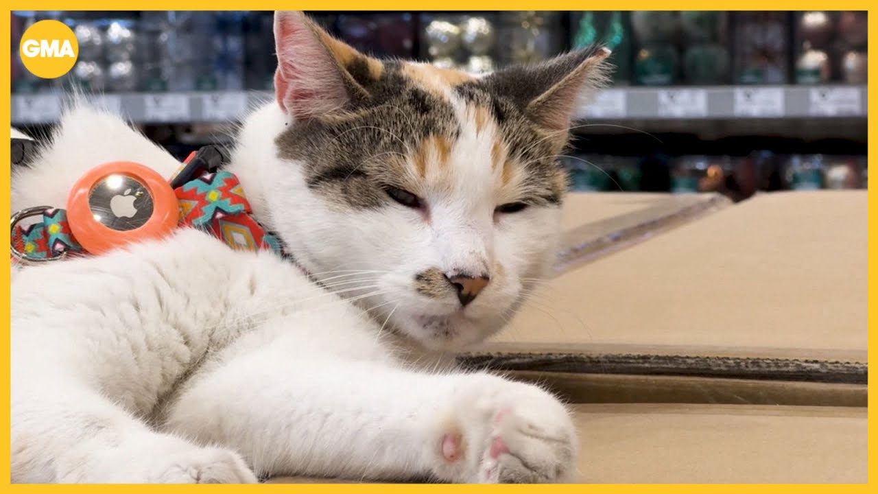 Lowe's cat accidentally hitchhikes to another state