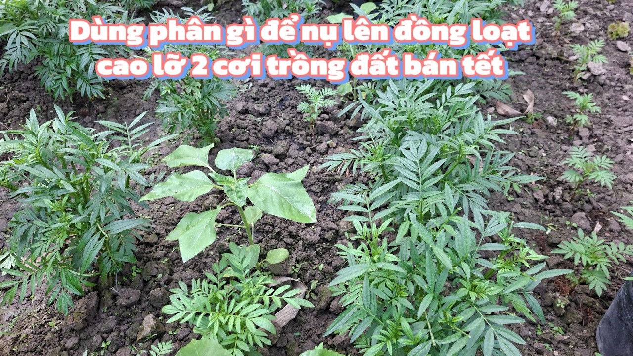Chăm Sóc Và Thút Phân Vạn Thọ Cao Lỡ 2 Cơ Nhanh Nụ To Cho Kịp Tết Vụ Hoa Xuân 2026