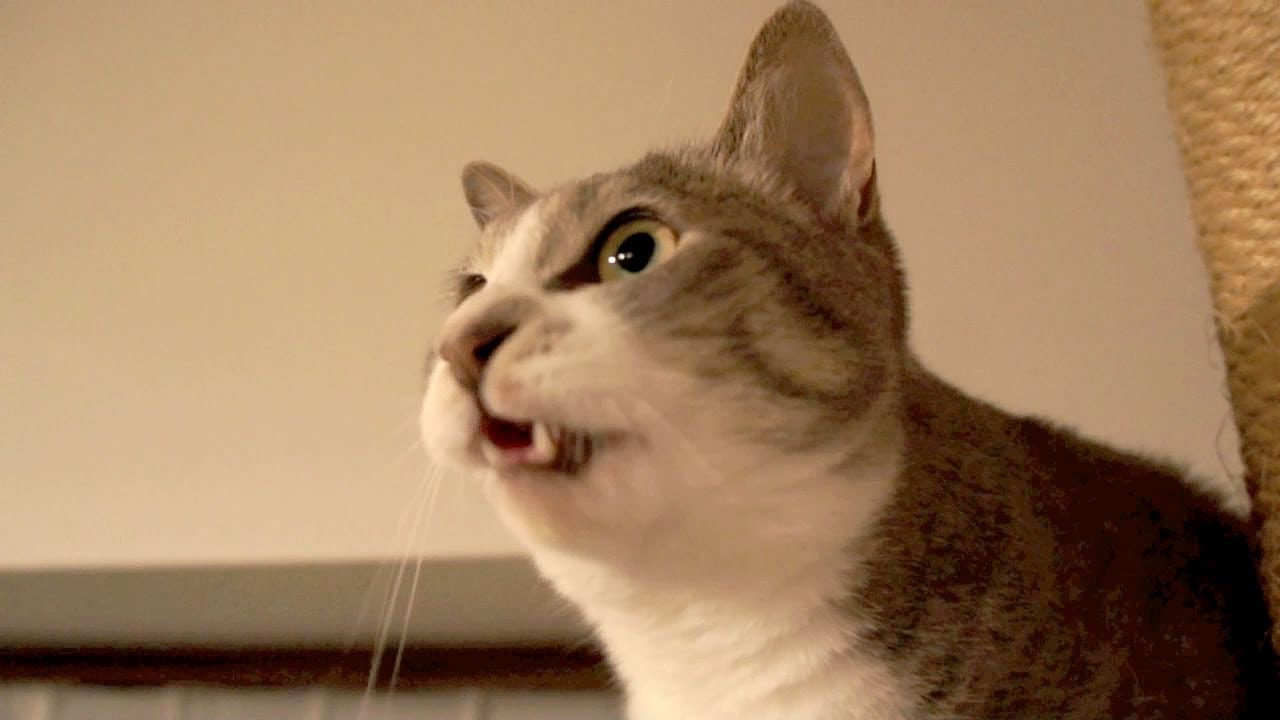 ウキャキャキャット - Chirping Cat -