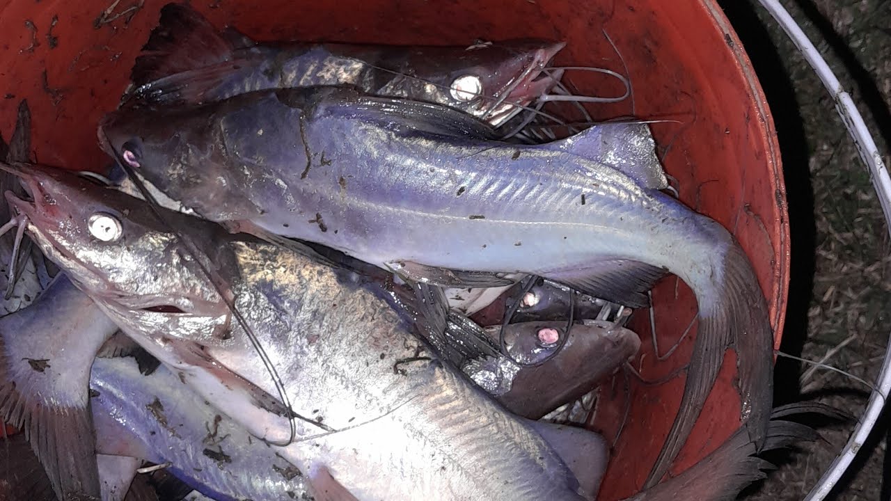 Pesca en DIQUE ROGGERO camine 7km buscando el pique