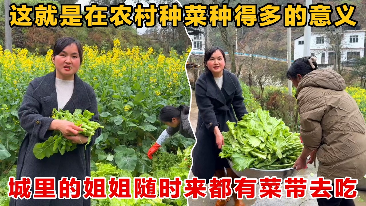 还好我们种的菜够多，姐姐每次回娘家都有菜带回城里吃，还是纯天然无公害