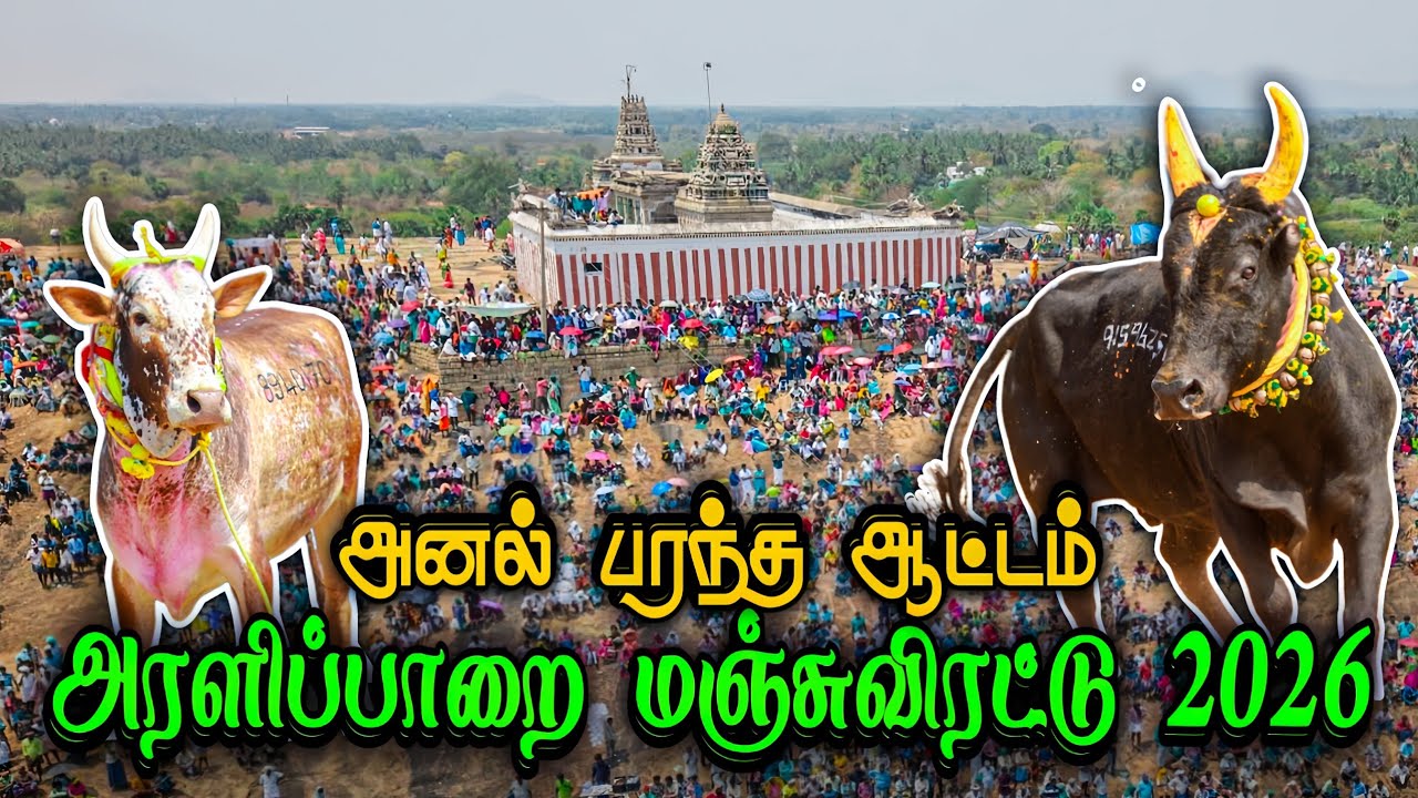 சிறப்பாக நடைபெற்ற அரளிப்பாறை  மஞ்சுவிரட்டு 2026/aralipparai manjuvirattu 