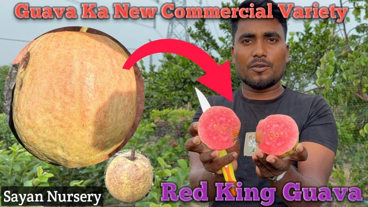 Red King Guava” 2025 Me Number(1) Commercial Variety Kisan Ka And Available Plants My #Sayannursery.