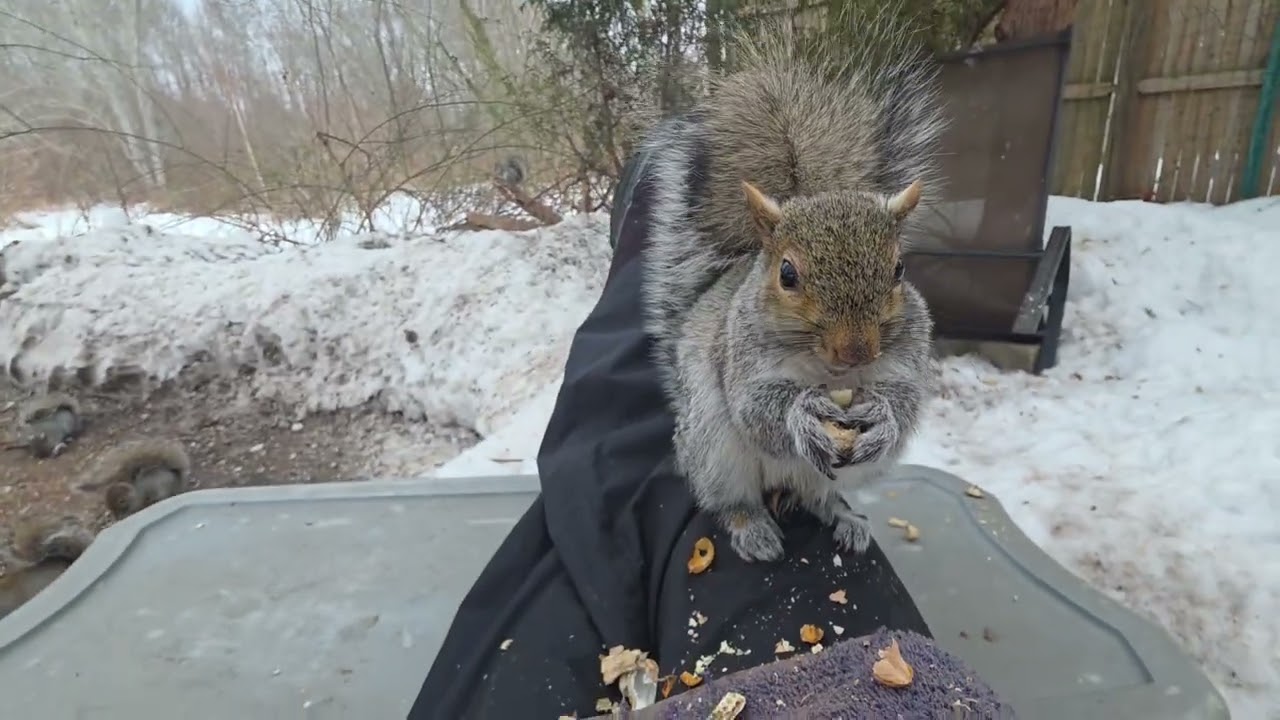 Squirrels in the winter 