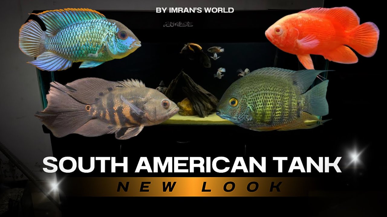 South American Cichlid Tank New Look Reveal - Imran’s World 