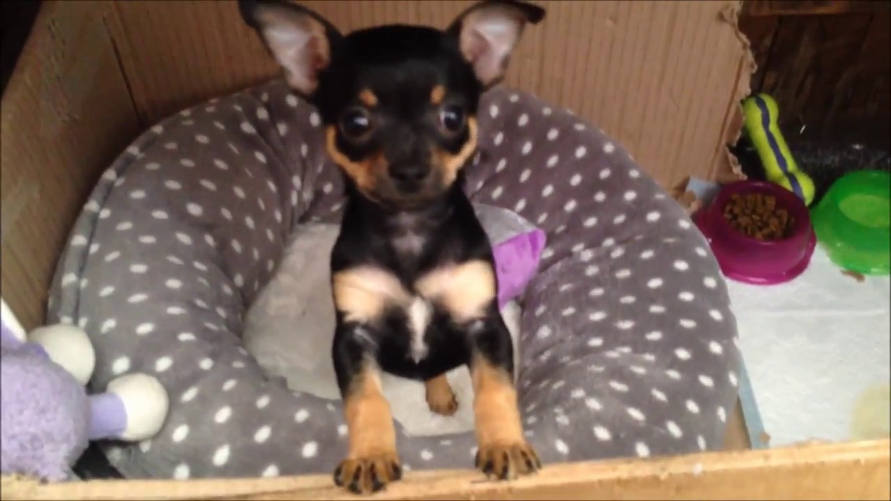 CUTE BLACK AND TAN CHIHUAHUA PUPPY 7 WEEKS