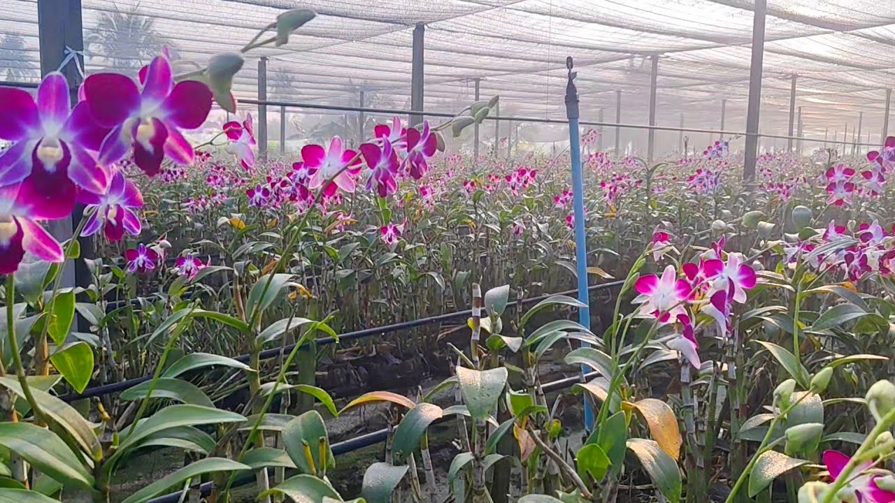 ใกล้เทศกาลตรุษจีน ดอกกล้วยไม้น้อยมาก เตรียมเครื่องปลูกใหม่#garden#flower
