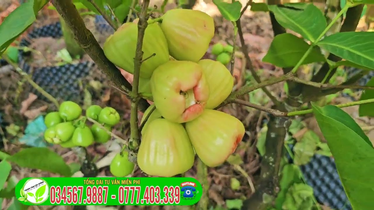 Mận xanh đường Sóc Trăng Cây lớn đang trái sẵn